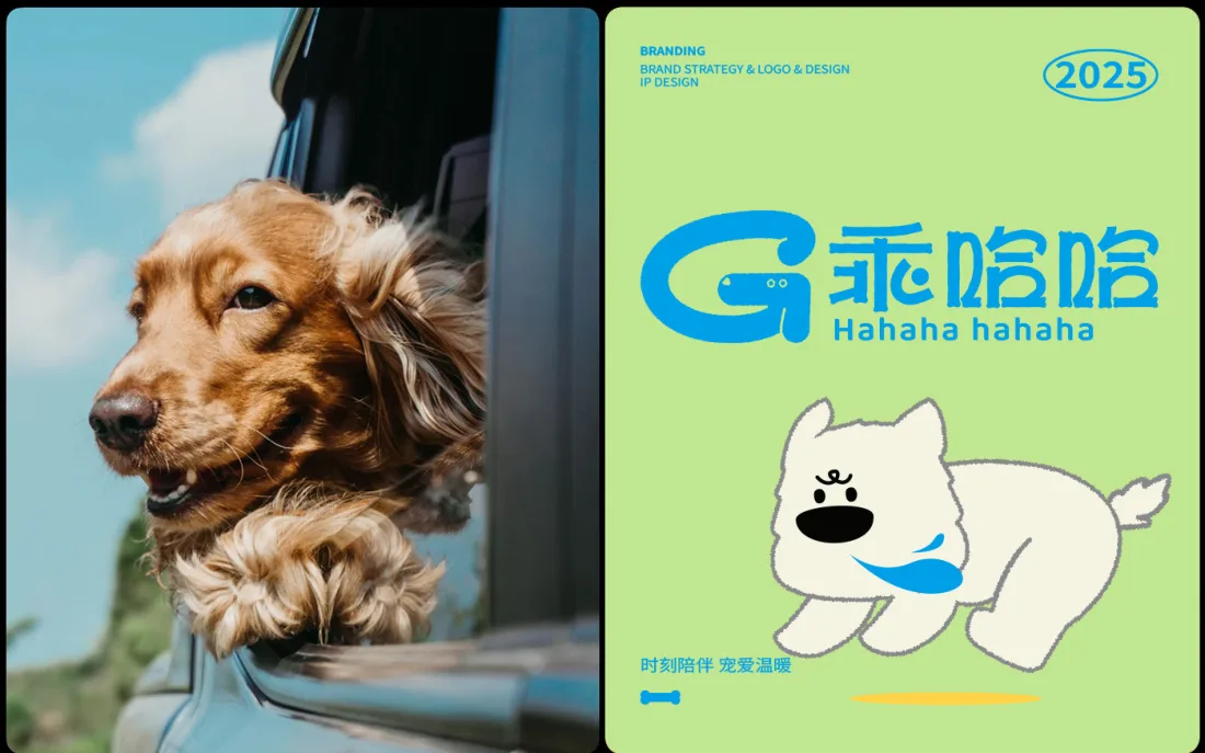 绿底主视觉·趴着的乖哈哈 IP + 真实金毛车照
